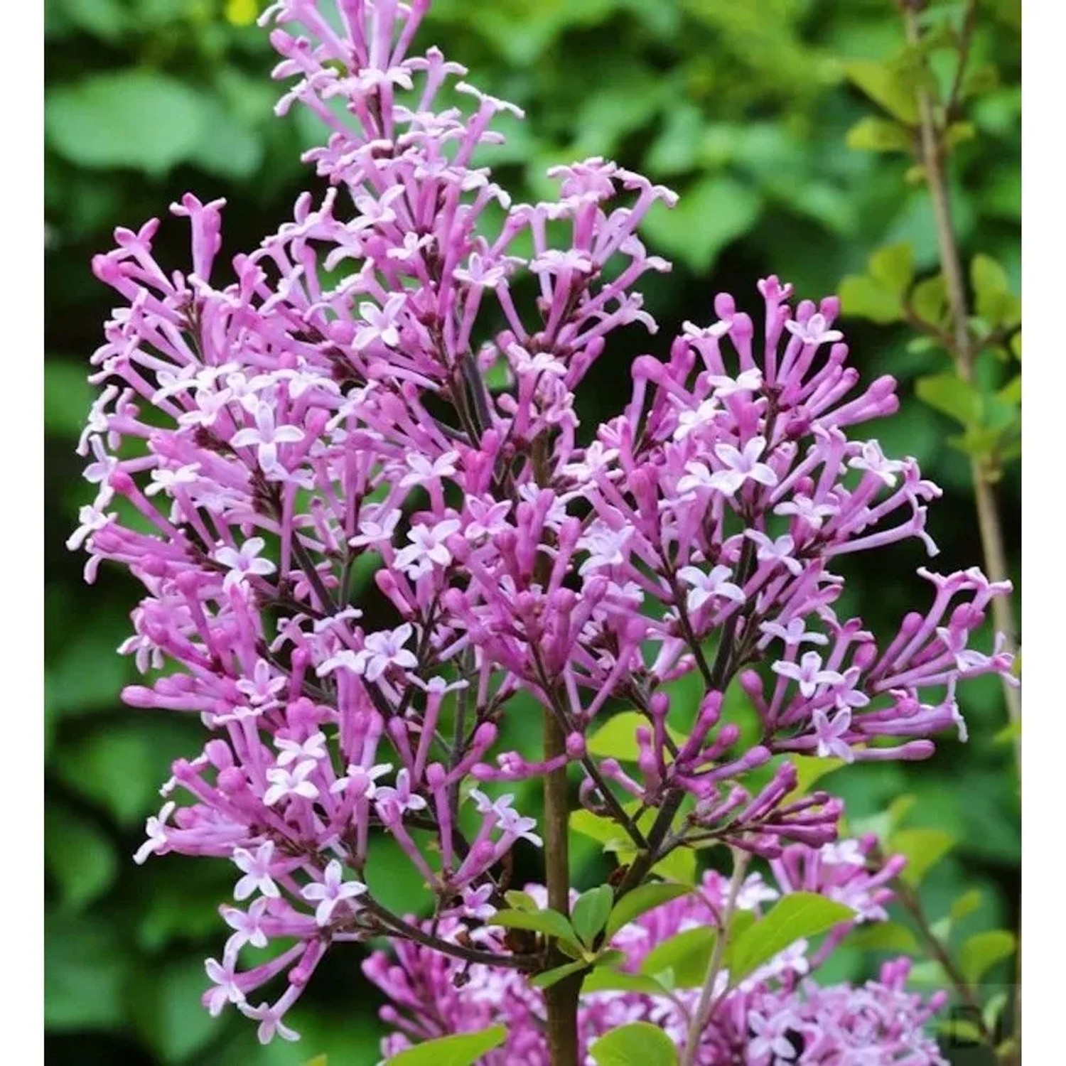 Edelflieder Red Pix 30-40cm - Syringa meyeri