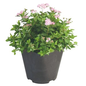 Rosa Zwergspiere Little Princess im Topf mit hellrosa Blüten.