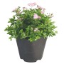 Rosa Zwergspiere Little Princess im Topf mit hellrosa Blüten.