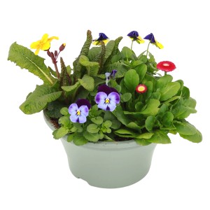 Bunte Spring Break Schale (Ø 23cm) mit Frühlingsblühern wie Primeln und Hornveilchen.