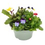Bunte Spring Break Schale (Ø 23cm) mit Frühlingsblühern wie Primeln und Hornveilchen.