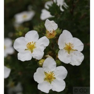 10x Kleiner Spierstrauch Abbotswood - Potentilla fruticosa