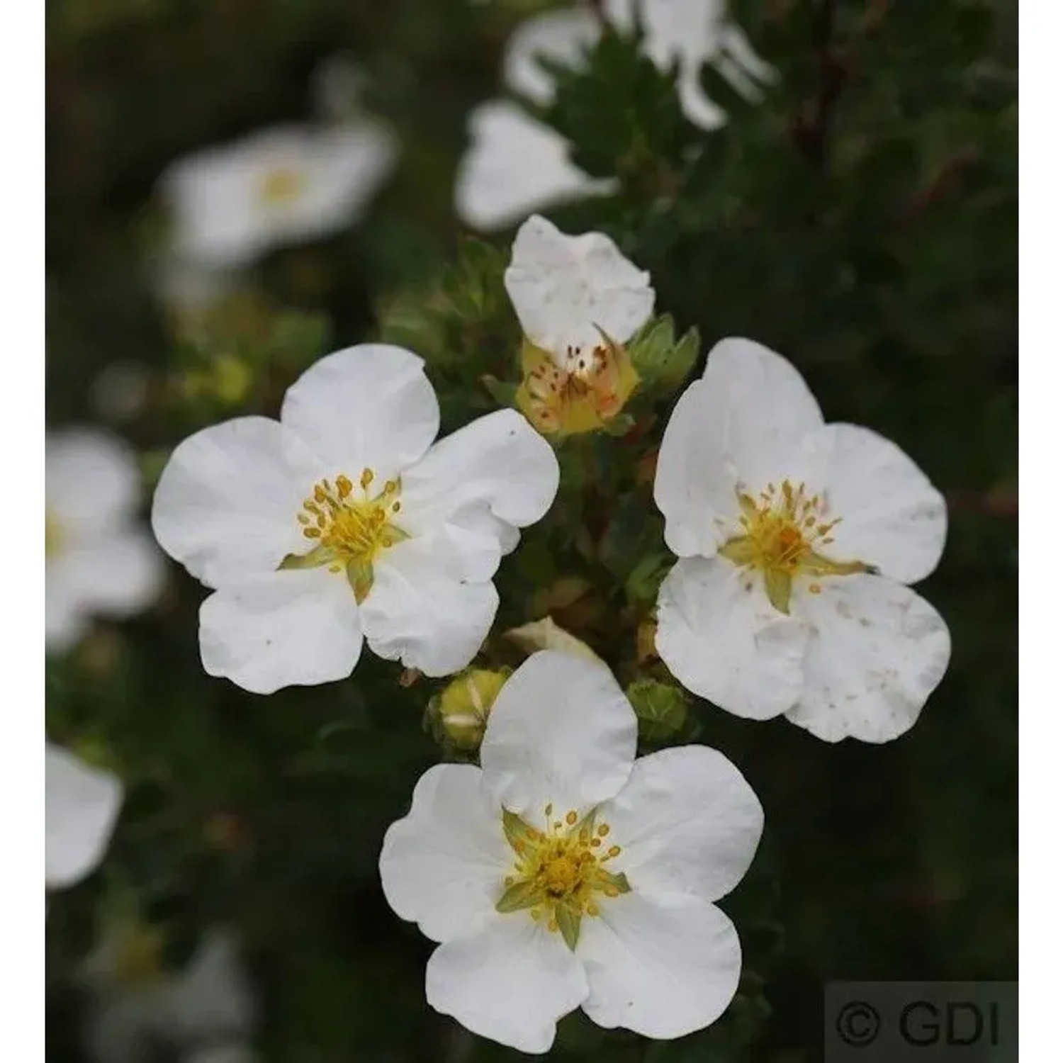 10x Kleiner Spierstrauch Abbotswood - Potentilla fruticosa