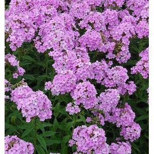Hohe Flammenblume Hesperis - Phlox paniculata