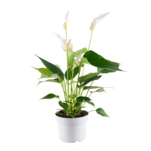 Anthurie Banderola Cava Weiß im Topf, eine elegante Flamingoblume mit weißen Blüten.