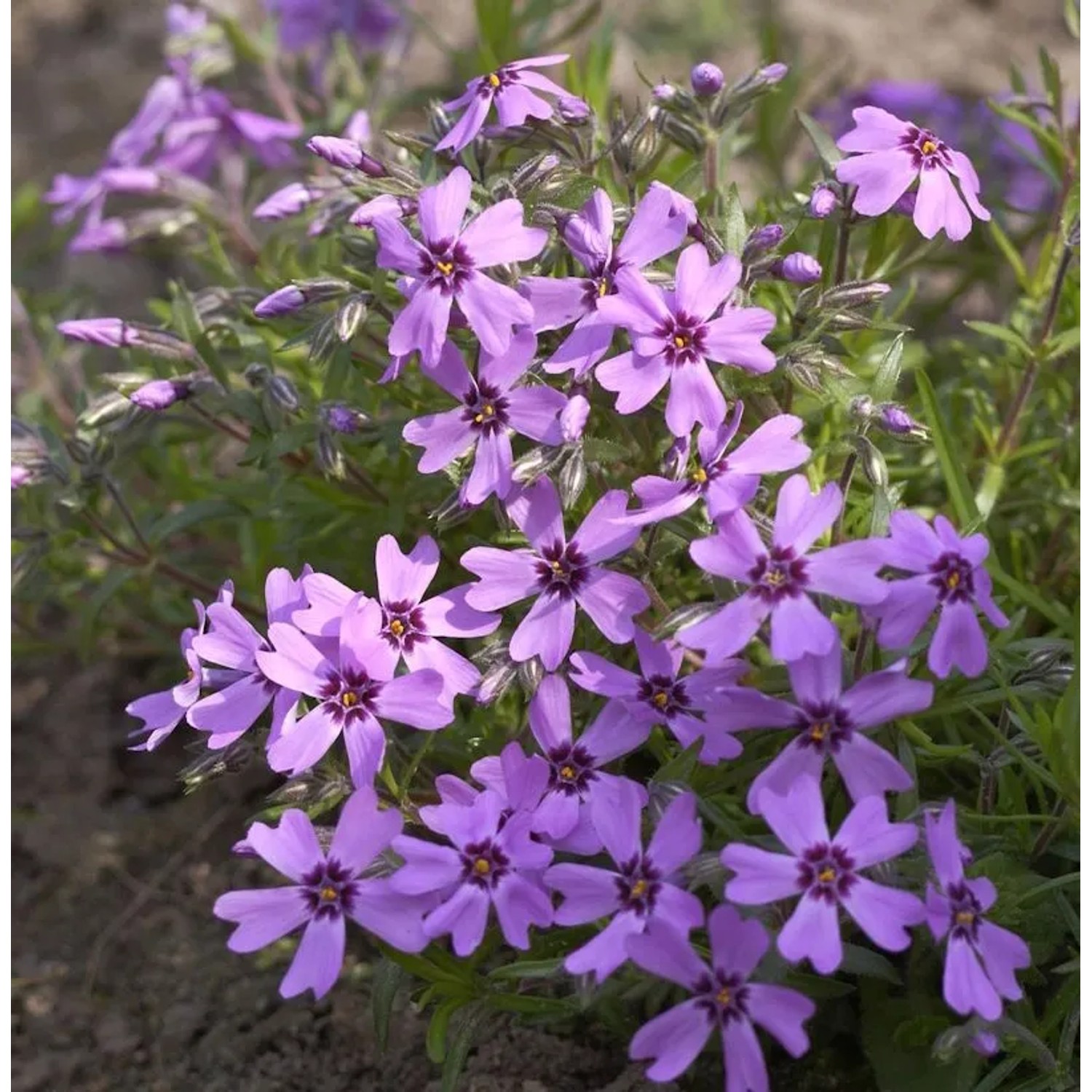 Niedrige Flammenblume Samson - Phlox subulata
