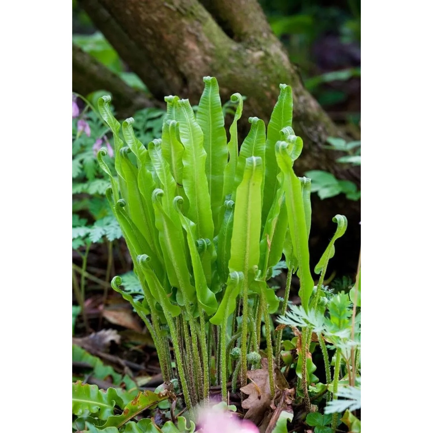 Frischer, grüner Hirschzungenfarn (Phyllitis Scolopendrium) im 9x9 cm Topf.