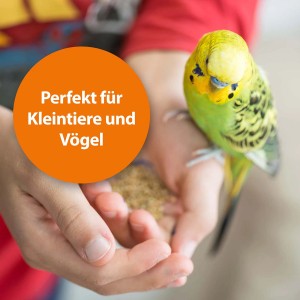 Wellensittich auf Hand mit Futter, Ardap Milben- & Zeckenspray für Nager und Vögel geeignet.