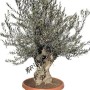 Alter Olivenbaum Bonsai im Dekotopf mit knorrigem Stamm und silbrig-grünen Blättern. Winterharter Hausbaum.