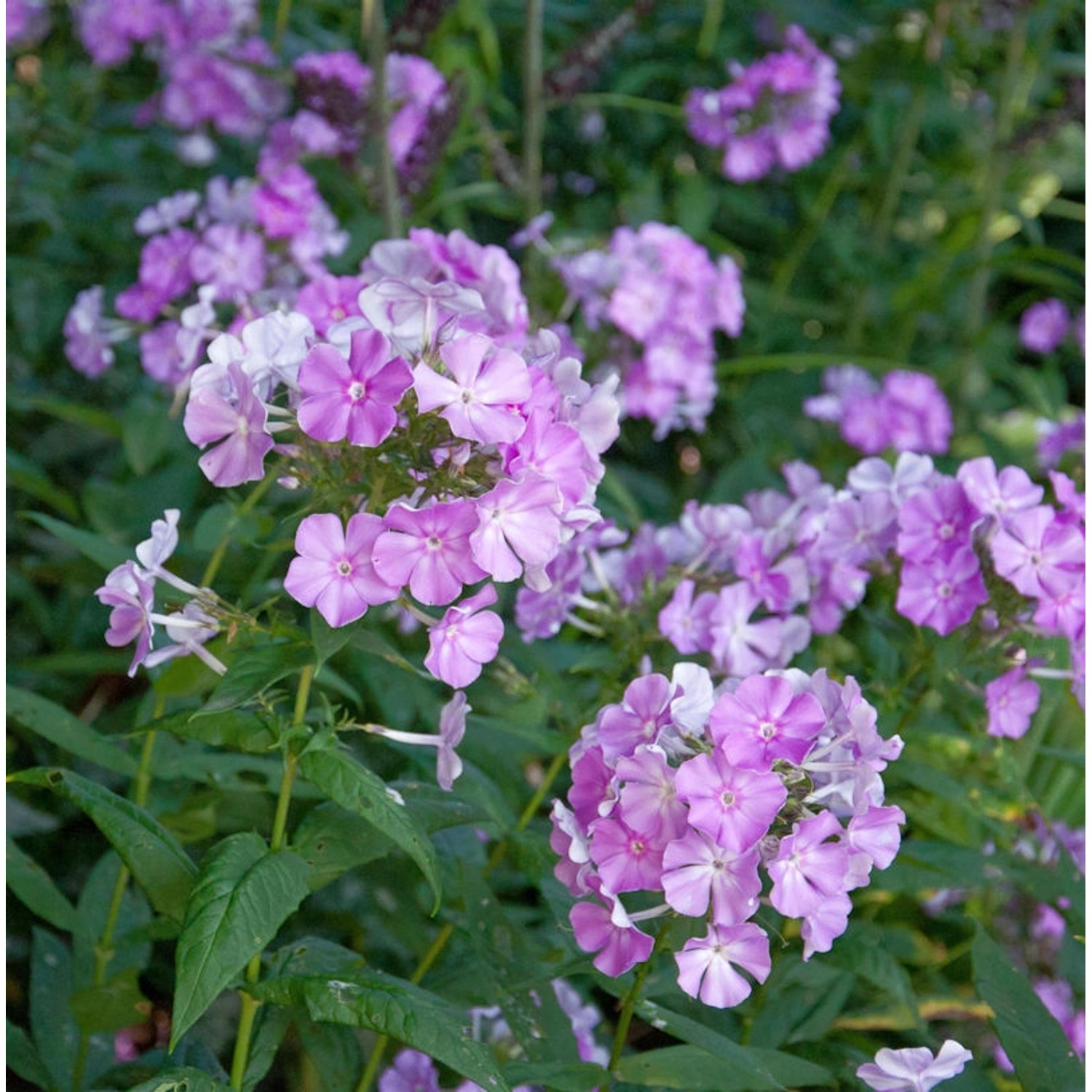 Hohe Flammenblume Augenstern - Phlox paniculata günstig online kaufen