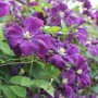 Blühende Waldrebe 'Polish Spirit' mit violetten Blüten und grünen Blättern.