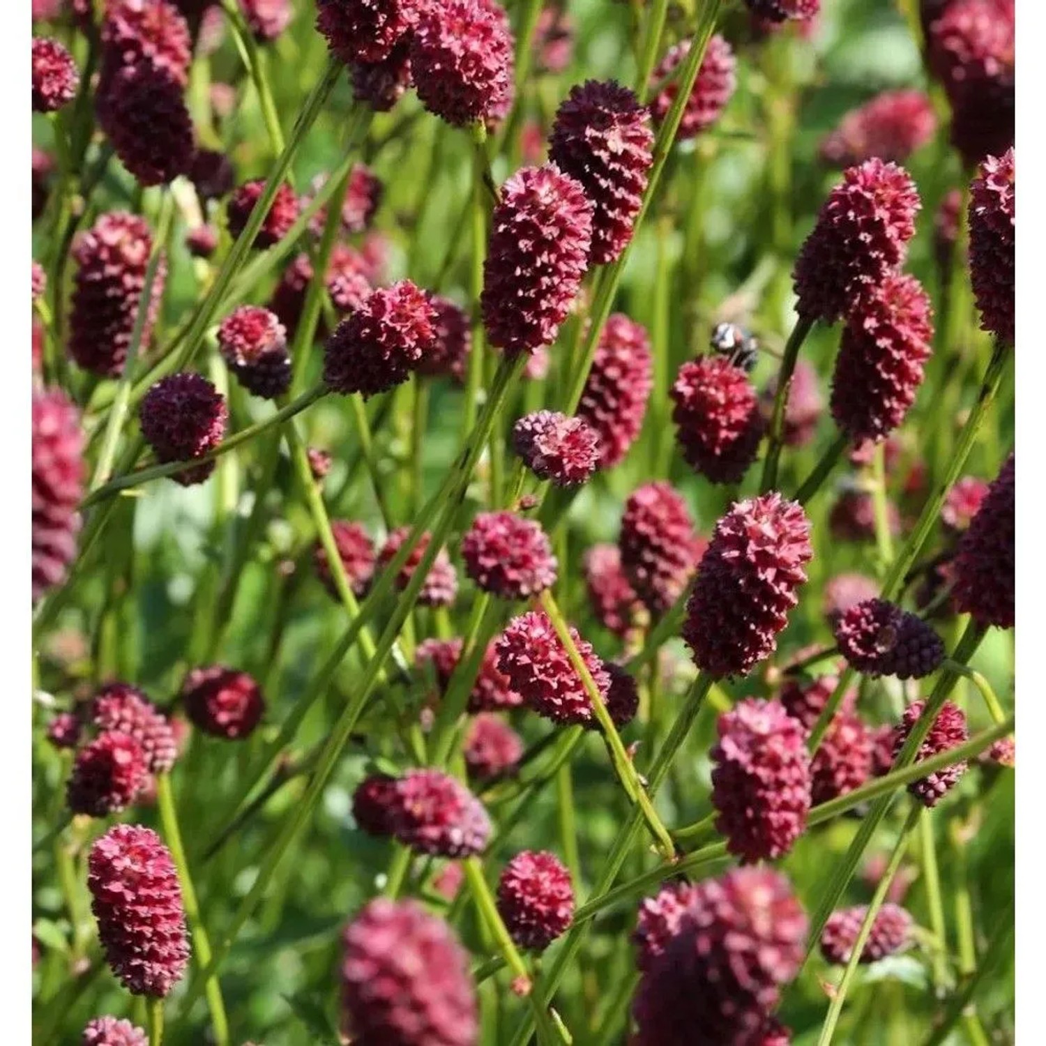 Wiesenknopf Blackthorn - Sanguisorba officinalis
