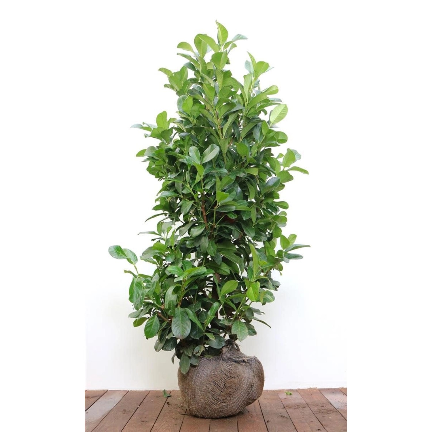 Prunus laurocerasus 'Etna' -R- 100-125 cm günstig online kaufen