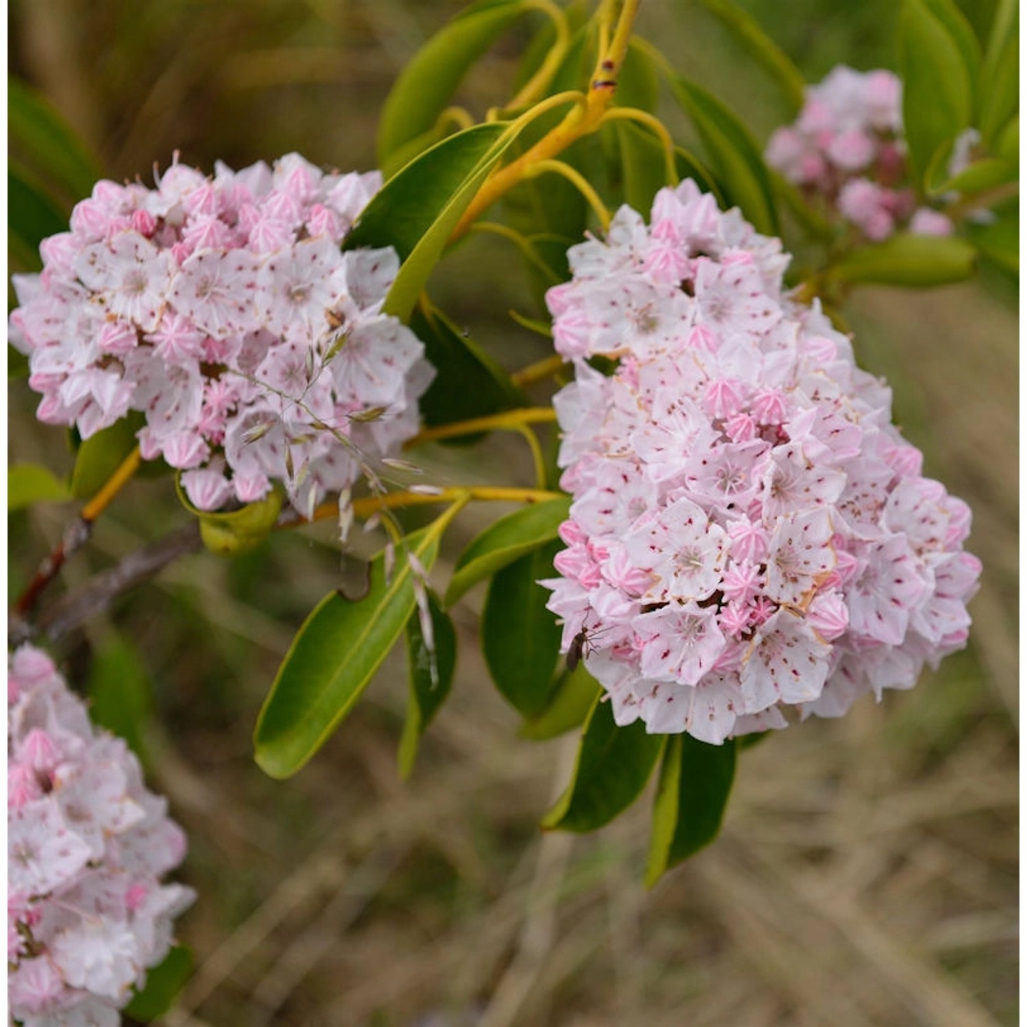 Großer Berglorbeer 40-60cm - Kalmia latifolia günstig online kaufen