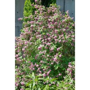 Üppiger Maiblumenstrauch 'Strawberry Fields' mit rosa Blüten und grünen Blättern.