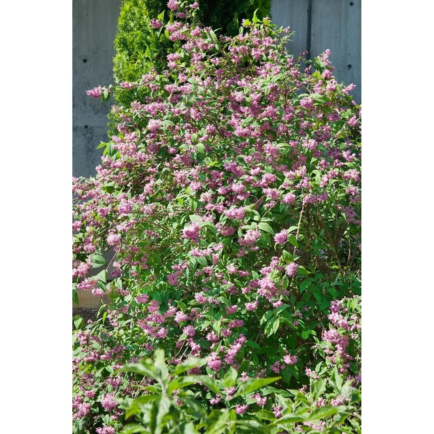 Deutzia 'Strawberry Fields' Maiblumenstrauch C 5 60- 100 günstig online kaufen