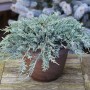 Blauer Kriechwacholder (Juniperus horizontalis) im Topf, Detailaufnahme der bläulich-grünen Nadeln.