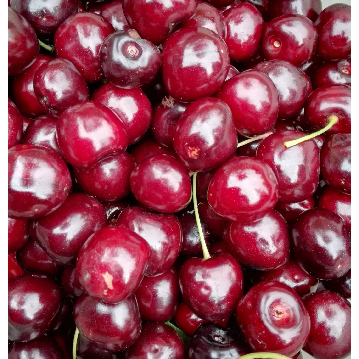 Süßkirsche Kordia 100 - 120 cm Prunus avium