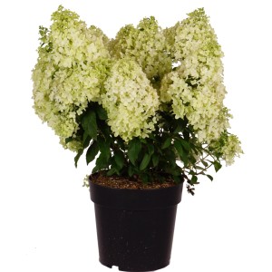 Rispenhortensie 'Magical Matterhorn' im Topf, ca. 50-60 cm hoch, mit weißen Blüten.