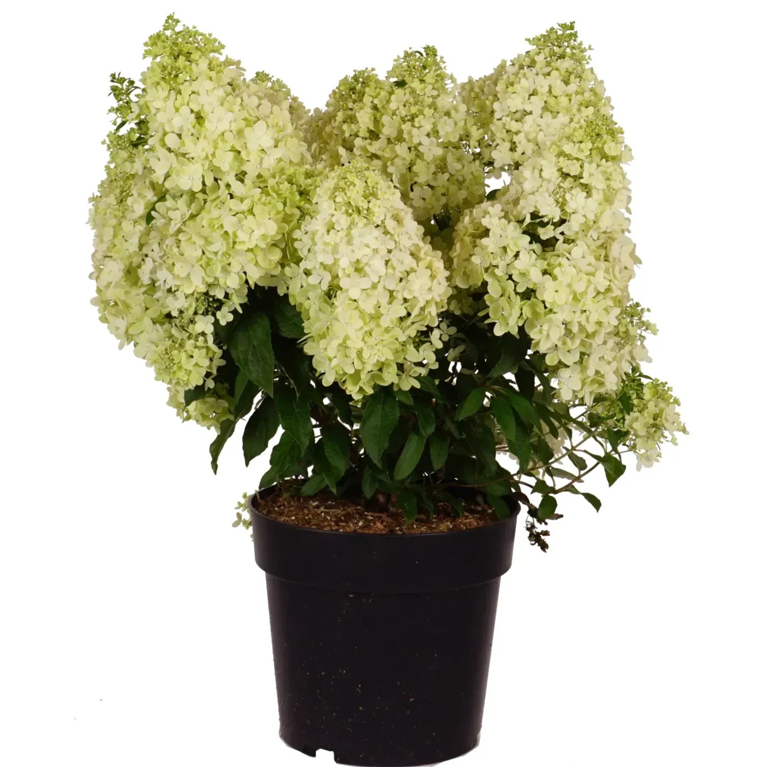 GROW by OBI Rispenhortensie Magical Matterhorn H ca. 50-60cm Topf 6 l