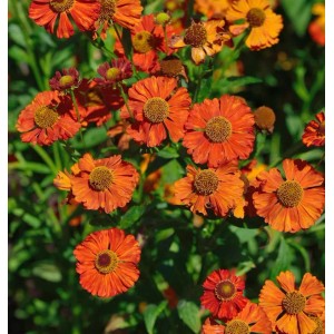Nahaufnahme der orange-roten Blüten der Sonnenbraut 'Indianersommer' Staude im Garten.