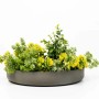 VIVANNO Pflanzschale ORYVEN, 34 cm, betongrau, mit gelb-grünen Pflanzen.