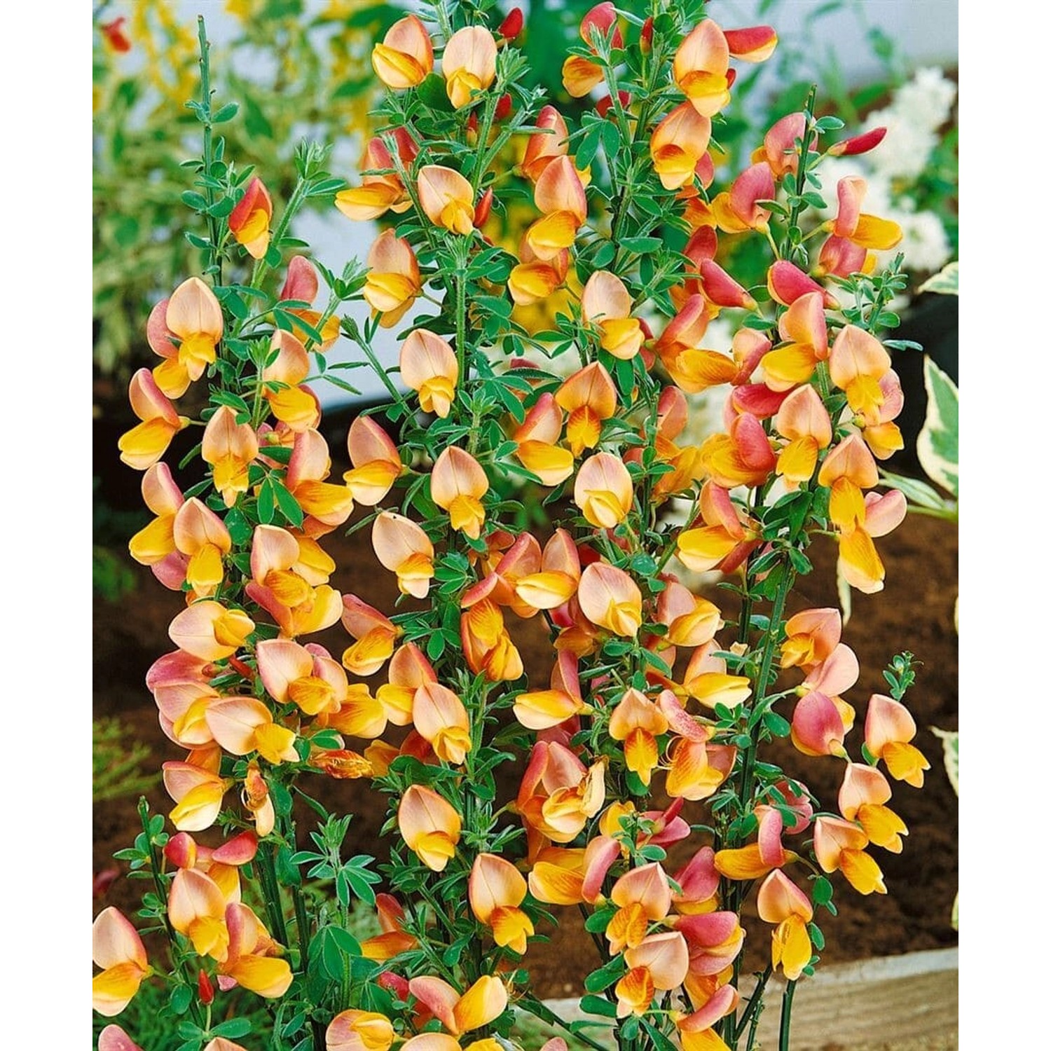 Cytisus Scoparius Besenginster Apricot Gem 60-80 cm günstig online kaufen