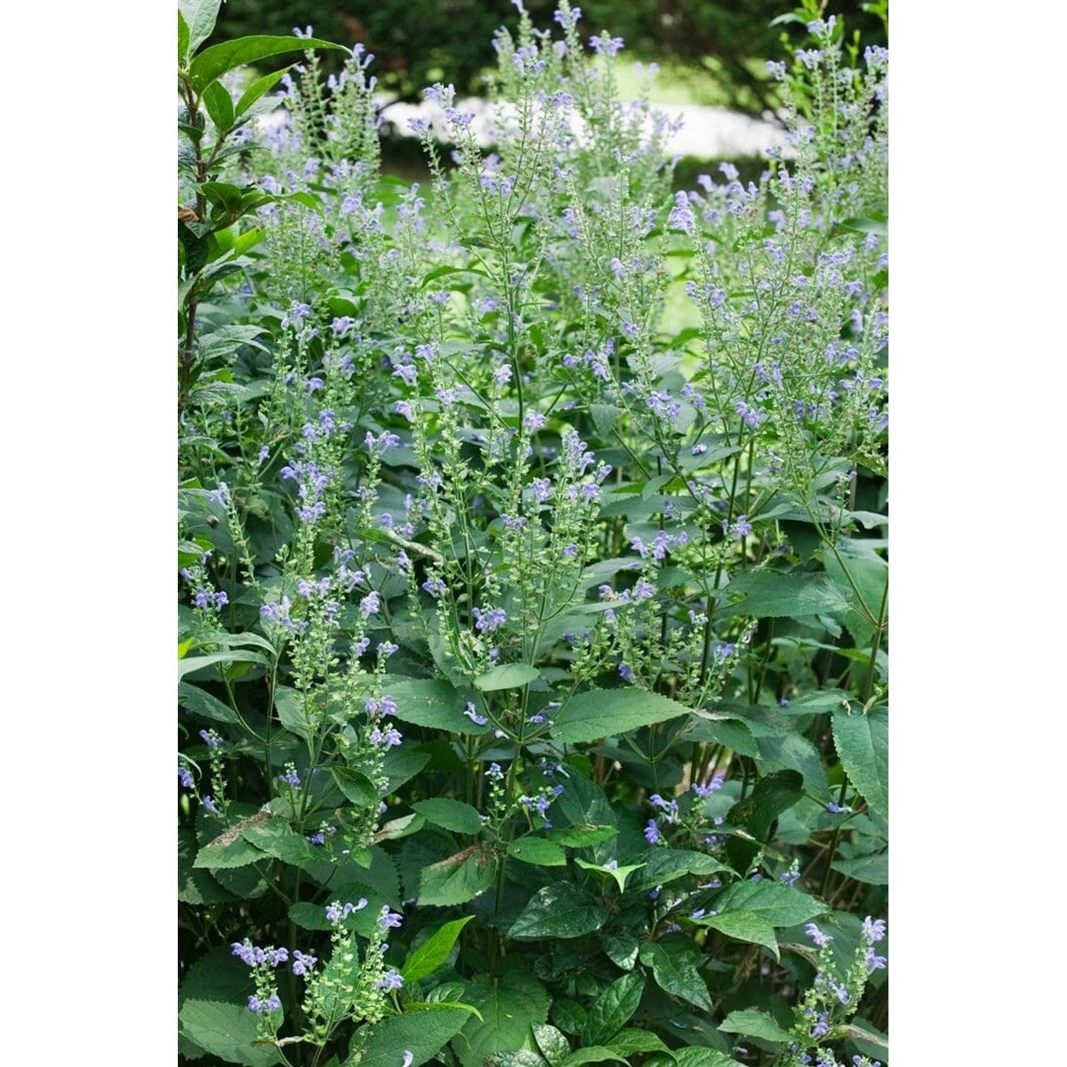 Scutellaria Incana Graue Helmkraut Ca. 9x9 cm Topf günstig online kaufen