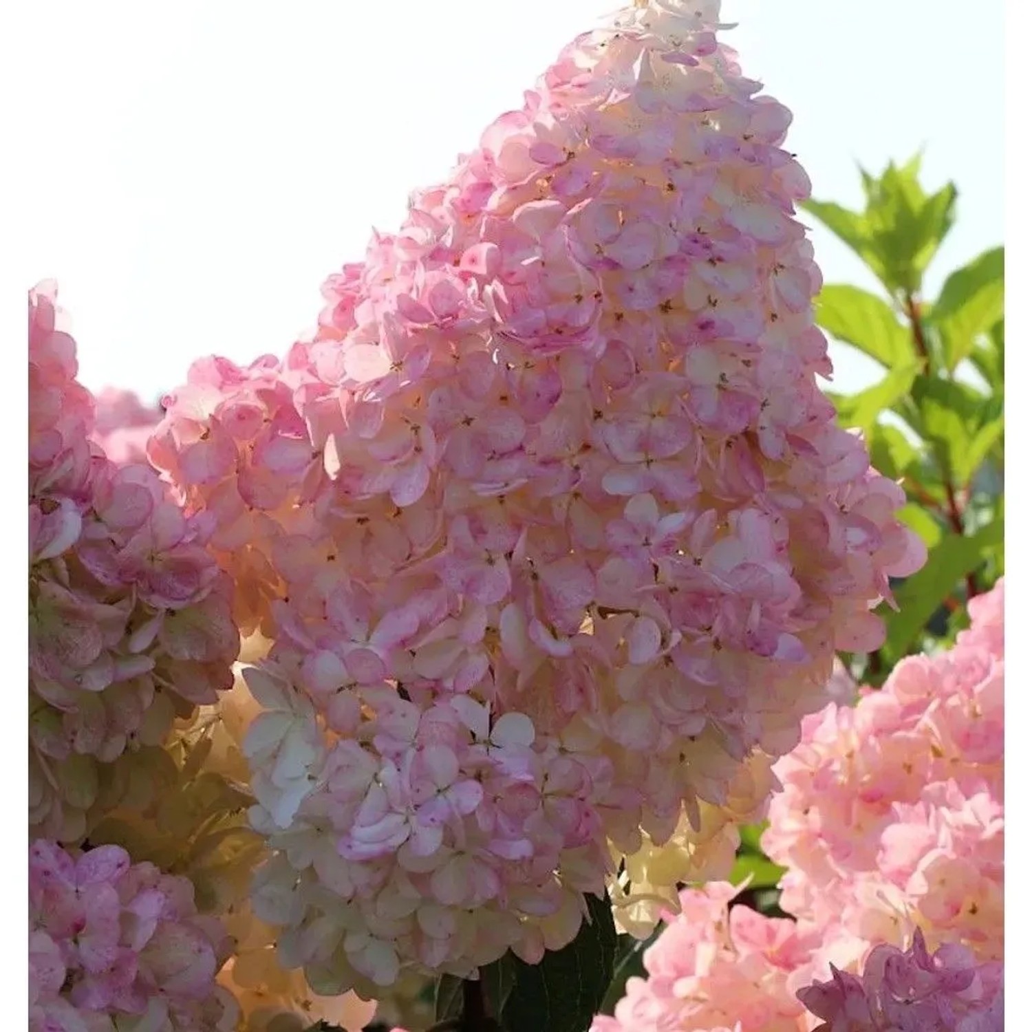 Rispenhortensie 'Sunday Fraise' mit rosa-weißen Blütenständen im Detail.