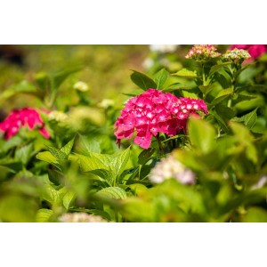 Rosa Bauernhortensie Freudenstein (Hydrangea macrophylla) im Garten.