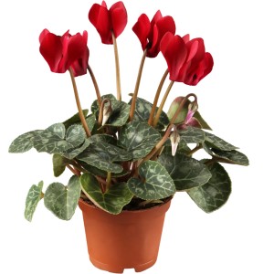 Alpenveilchen Rot im braunen Topf, ca. 11 cm Topf-Durchmesser.