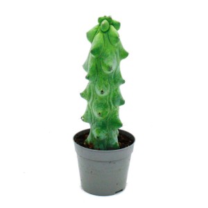 Boobie-Kaktus (Myrtillocactus Fukurokuryuzinboku) im 6,5cm Topf. Seltener Heidelbeerkaktus mit skurriler Form.