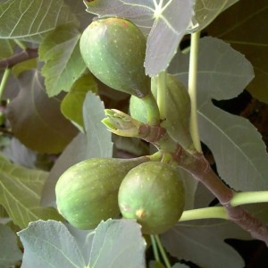 Unreife Feigen der Sorte Brown Turkey an einem Feigenbaum-Ast mit Blättern.
