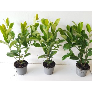 Drei Kirschlorbeer Pflanzen Boering 20 Prunus Novita, Höhe 40-50 cm, im Topf.