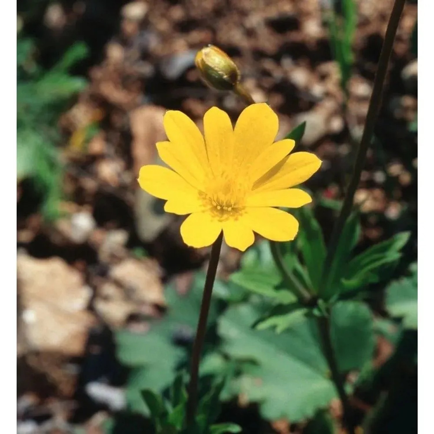 Iberische Fruehlingsanemone - Anemone palmata