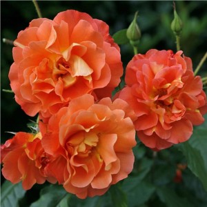 Kletterrose 'Westerland' Rosa Große Blüten