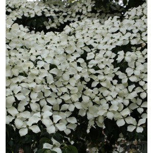 Blühender Chinesischer Blumen Hartriegel 'Wietings Select' mit weißen Blüten.