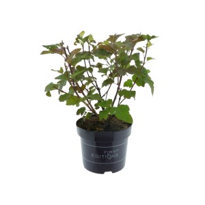 Blasenspiere 'Amber Jubilee' im Topf, ca. 30-40 cm hoch, mit grün-rötlichem Laub.