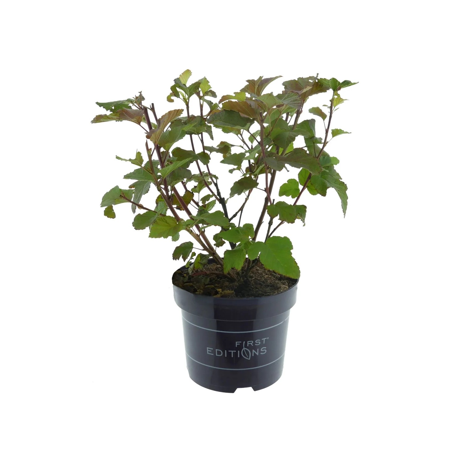 Blasenspiere Amber Jublilee Weiß-Rosa Höhe 30 - 40 cm Topf 3,5, Physocarpus