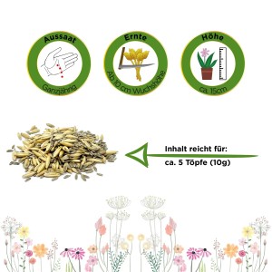 Katzengras Samen Mischung: Samen und Infos zu Aussaat, Ernte und Höhe. Ideal als Kräutersamen für Katzen.