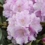 Nahaufnahme des Rhododendron Yakushimanum Silberwolke mit zarten, weißen Blüten.