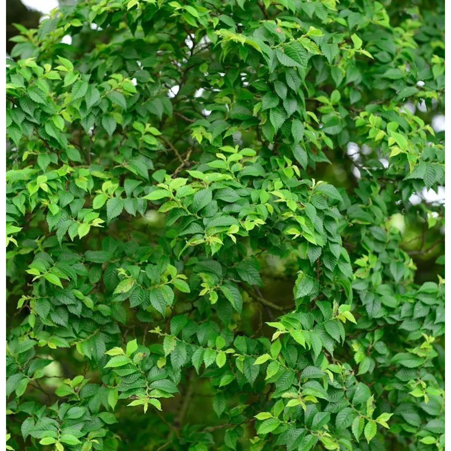 Zwergulme Jacqueline Hillier 80-100cm - Ulmus hollandica günstig online kaufen