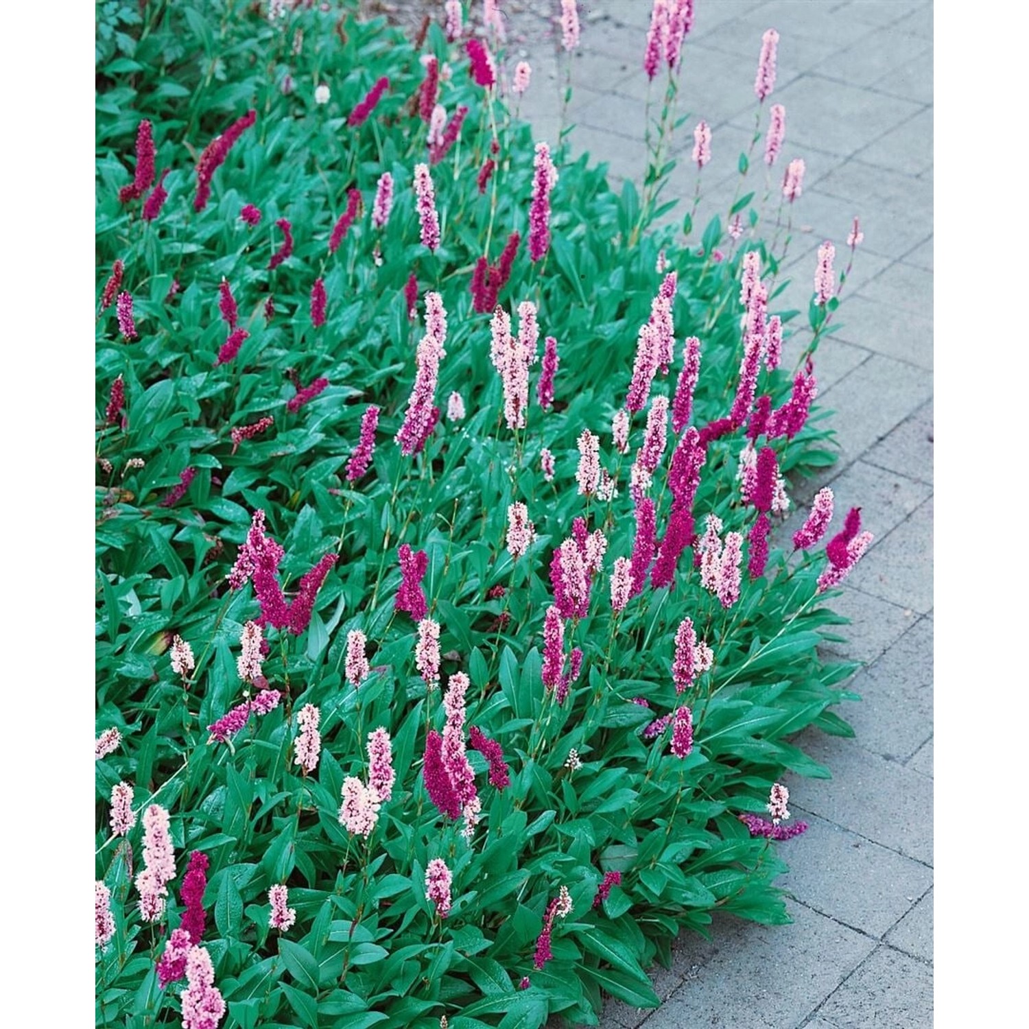 Bistorta Affinis 'Dimity' Teppich-Knöterich mit rosa Blüten als Bodendecker im Garten.