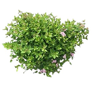 Sommerspiere Little Princess mit rosa Blüten im Topf, Zierstrauch für Garten und Kübel.