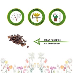 Sanddorn Samen mit Infografiken zu Aussaat, Ernte und Wuchshöhe bis 300cm. Inhalt für ca. 20 Pflanzen.