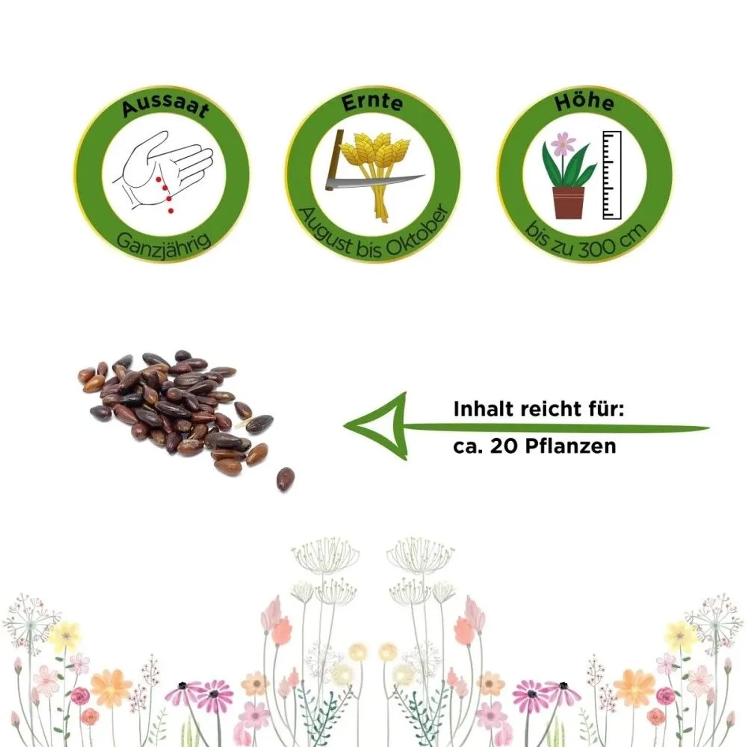 Sanddorn Samen mit Infografiken zu Aussaat, Ernte und Wuchshöhe bis 300cm. Inhalt für ca. 20 Pflanzen.
