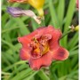 Nahaufnahme einer rot-gelben Taglilie Night Embers (Hemerocallis) im Garten.
