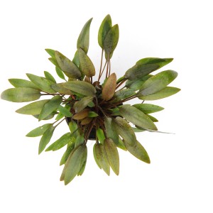 Dennerle Aquariumpflanze Cryptocoryne Wendtii Kompakt, braun-grüne Blätter, Top-Ansicht.