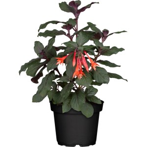 Fuchsie 'Koralle Rot' im Topf, ca. 11 cm Ø. Balkonpflanze mit korallenroten Blüten.