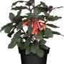 Fuchsie 'Koralle Rot' im Topf, ca. 11 cm Ø. Balkonpflanze mit korallenroten Blüten.